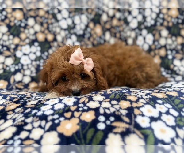Medium Photo #2 Cavapoo (Miniature) Puppy For Sale in LAKELAND, FL, USA