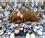 Biscuitly - Female Cavapoo (Miniature) Puppy for Sale - Photo #2