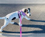 Small #11 American Bulldog-German Shepherd Dog Mix