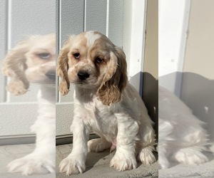 Cocker Spaniel Puppy for sale in CANOGA, NY, USA