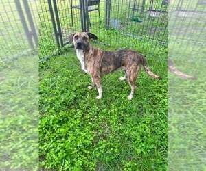 Ruby - Female Mutt Dog for Adoption - Photo #2