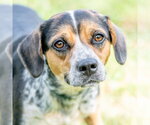 Small #1 Mutt
