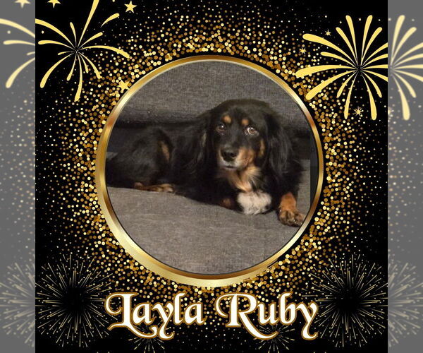 Medium Photo #2 Dachshund-Unknown Mix Puppy For Sale in San Antonio, TX, USA