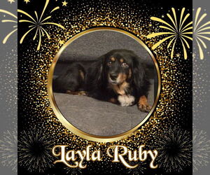 Layla Ruby - Female Dachshund-Unknown Mix Dog for Adoption - Photo #2