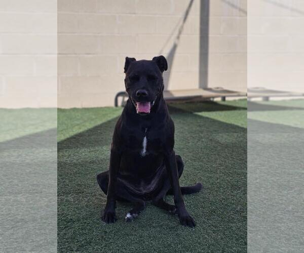 Medium Photo #6 American Pit Bull Terrier-Labrador Retriever Mix Puppy For Sale in Rockwall, TX, USA