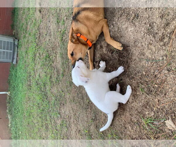 Medium Photo #2 Mutt Puppy For Sale in FRAMINGHAM, MA, USA