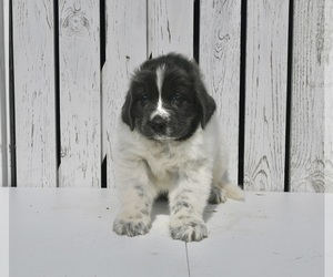 Newfoundland Puppy for sale in MILLERSBURG, OH, USA
