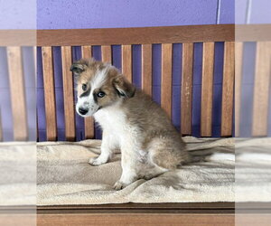 Aussie Pyrenees Dogs for adoption in Genesee, WI, USA