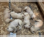 Litter of 7 - Male(s) and Female(s) Labrador RetrieverLitter of Puppies for Sale - Photo #2
