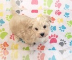 Small #8 Havanese