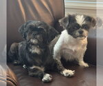 Bonded Pair - Violet & Fiona - Female Mutt Dog for Adoption - Small photo