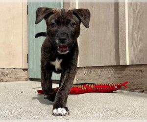 Siberian Husky-Unknown Mix Dogs for adoption in Santa Cruz, CA, USA