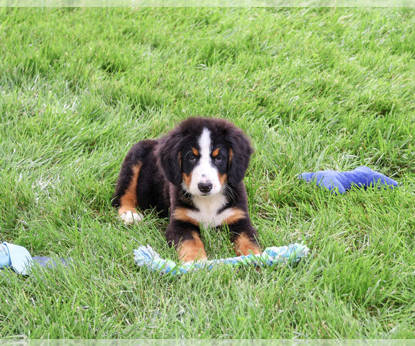 Medium Photo #3 Bernese Mountain Dog Puppy For Sale in SYRACUSE, IN, USA