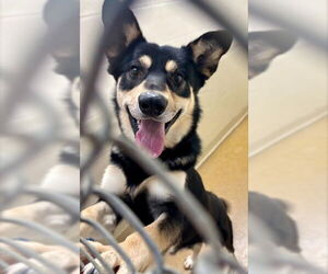 Huskies -Unknown Mix Dogs for adoption in Anchorage, AK, USA