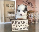 Small Photo #6 Pomsky Puppy For Sale in CASA GRANDE, AZ, USA