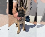 Small Photo #6 Cane Corso Puppy For Sale in RANCHO PALOS VERDES, CA, USA
