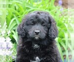 Small Photo #6 Miniature Bernedoodle Puppy For Sale in GORDONVILLE, PA, USA