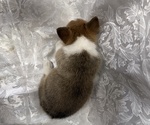 Small #4 Pembroke Welsh Corgi