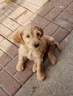 Small Photo #17 Goldendoodle Puppy For Sale in CITRUS HEIGHTS, CA, USA