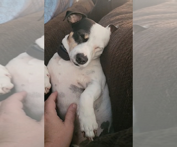 Medium Photo #1 Jack Russell Terrier Puppy For Sale in ARTHUR, ND, USA