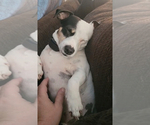 Small Photo #1 Jack Russell Terrier Puppy For Sale in ARTHUR, ND, USA