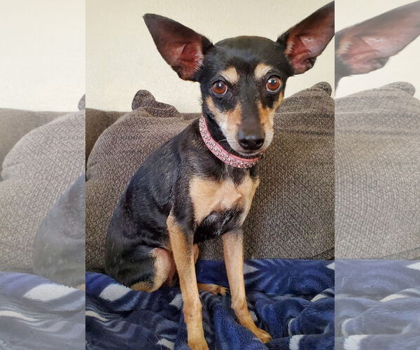 Medium Photo #3 Rat-Cha Puppy For Sale in Temecula, CA, USA