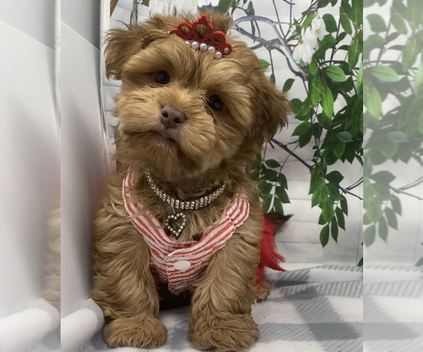 Medium Photo #4 Shorkie Tzu-Yorkshire Terrier Mix Puppy For Sale in SELLERSBURG, IN, USA