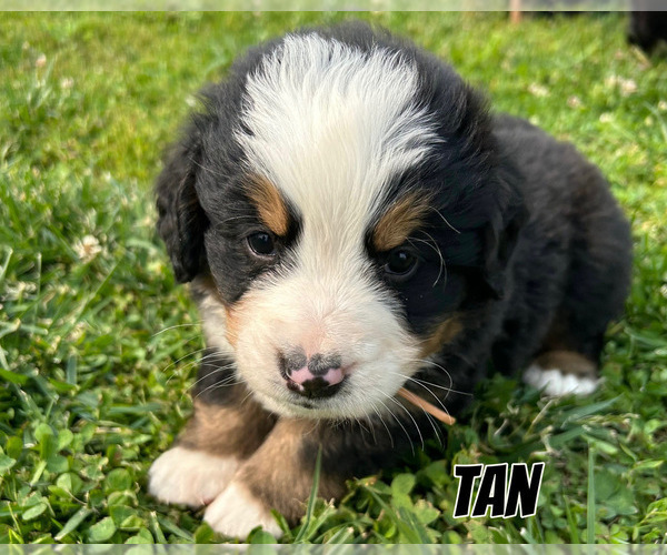 Medium Photo #6 Bernese Mountain Dog Puppy For Sale in KIRKSVILLE, MO, USA