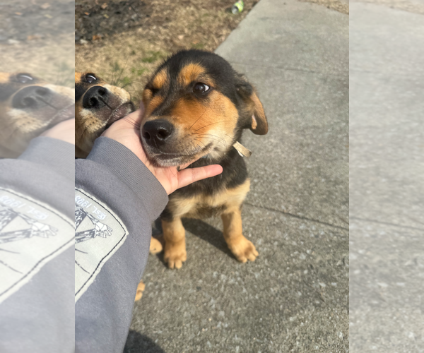 Medium Photo #1 Rottweiler-Unknown Mix Puppy For Sale in Holly Springs, NC, USA