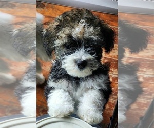 Mal-Shi Puppy for sale in NEWPORT, NH, USA
