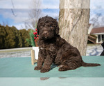 Puppy James Miniature Labradoodle