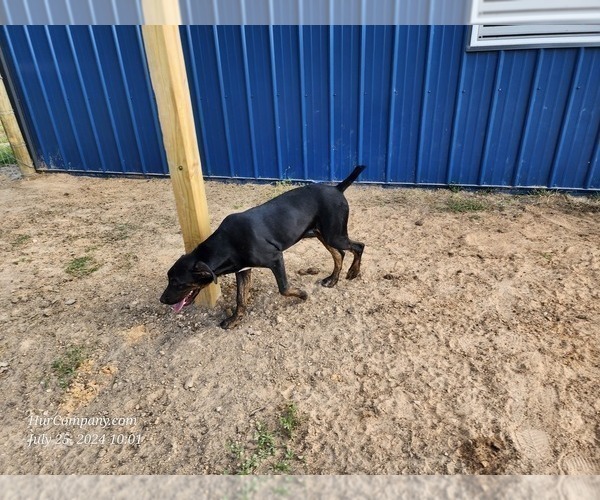 Medium Photo #18 Catahoula Leopard Dog Puppy For Sale in CUMBY, TX, USA