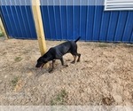 Small #17 Catahoula Leopard Dog