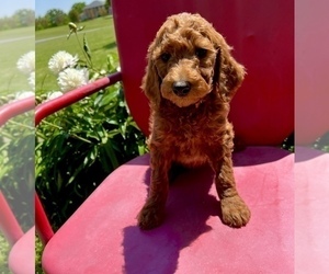 Poodle (Standard) Puppy for sale in GREENBRIER, AR, USA