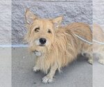 Small #2 Cairn Terrier Mix