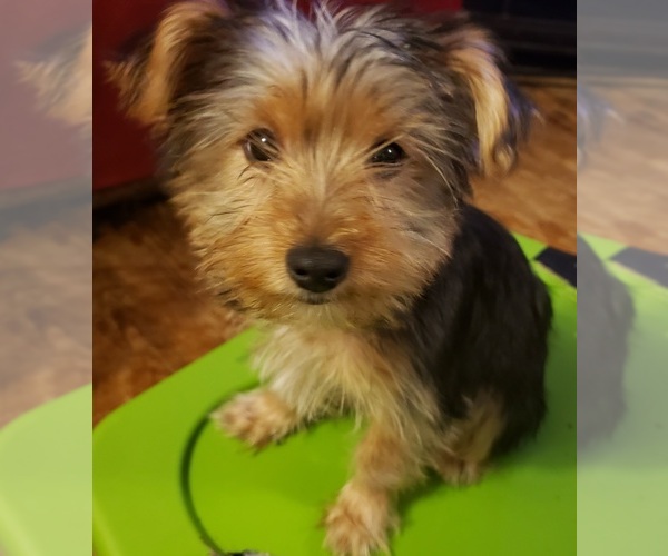 Medium Photo #8 Yoranian-Yorkshire Terrier Mix Puppy For Sale in HUDDLESTON, VA, USA