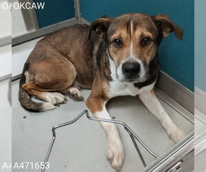 Mutt Dogs for adoption in Oklahoma City, OK, USA