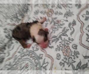 Australian Shepherd Puppy for sale in WESTFIELD, MA, USA