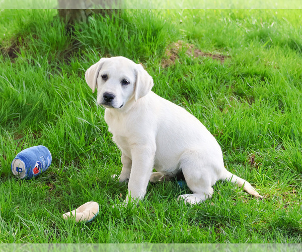 Medium Photo #8 Labrador Retriever Puppy For Sale in SYRACUSE, IN, USA