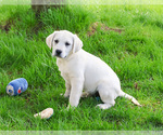 Small #7 Labrador Retriever