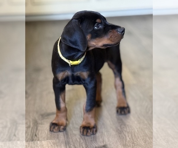 Medium Photo #11 Doberman Pinscher Puppy For Sale in NEWTON, NC, USA