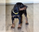Small #10 Doberman Pinscher