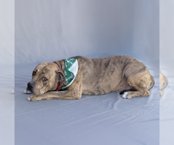 Medium Photo #2 American Pit Bull Terrier Puppy For Sale in Pasadena, CA, USA