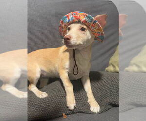 Chi-Corgi Dogs for adoption in Mukwonago, WI, USA
