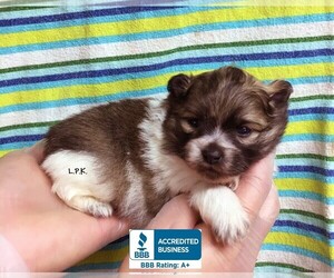 Pomeranian Puppy for sale in WINNSBORO, LA, USA