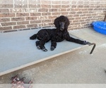 Small Photo #51 Poodle (Standard) Puppy For Sale in SAND SPRINGS, OK, USA