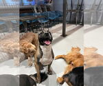 Small #32 Boxer Mix