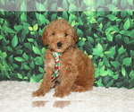Small Photo #7 Goldendoodle Puppy For Sale in FROSTPROOF, FL, USA