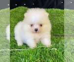 Small #4 Pomeranian