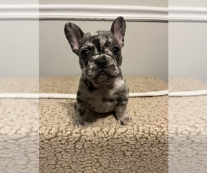 French Bulldog Puppy for sale in FREDERICKSBURG, VA, USA